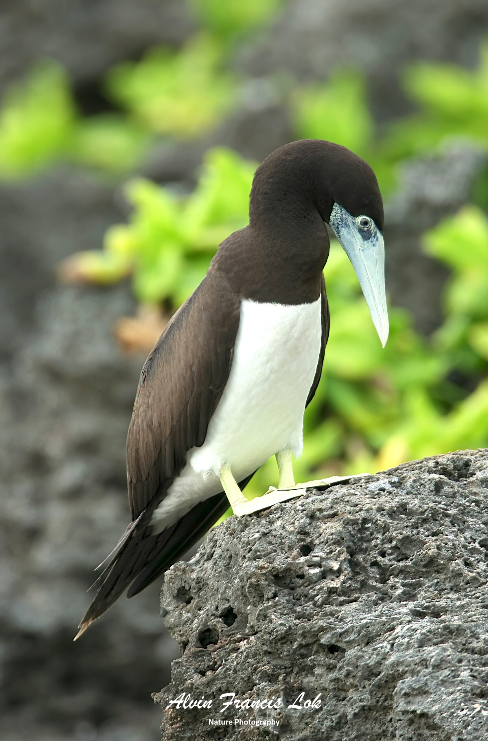 Sula-leucogaster-Brown-Booby-Christmas-Island-Australia-IMG_4499 -  Biodiversity (Singapore)