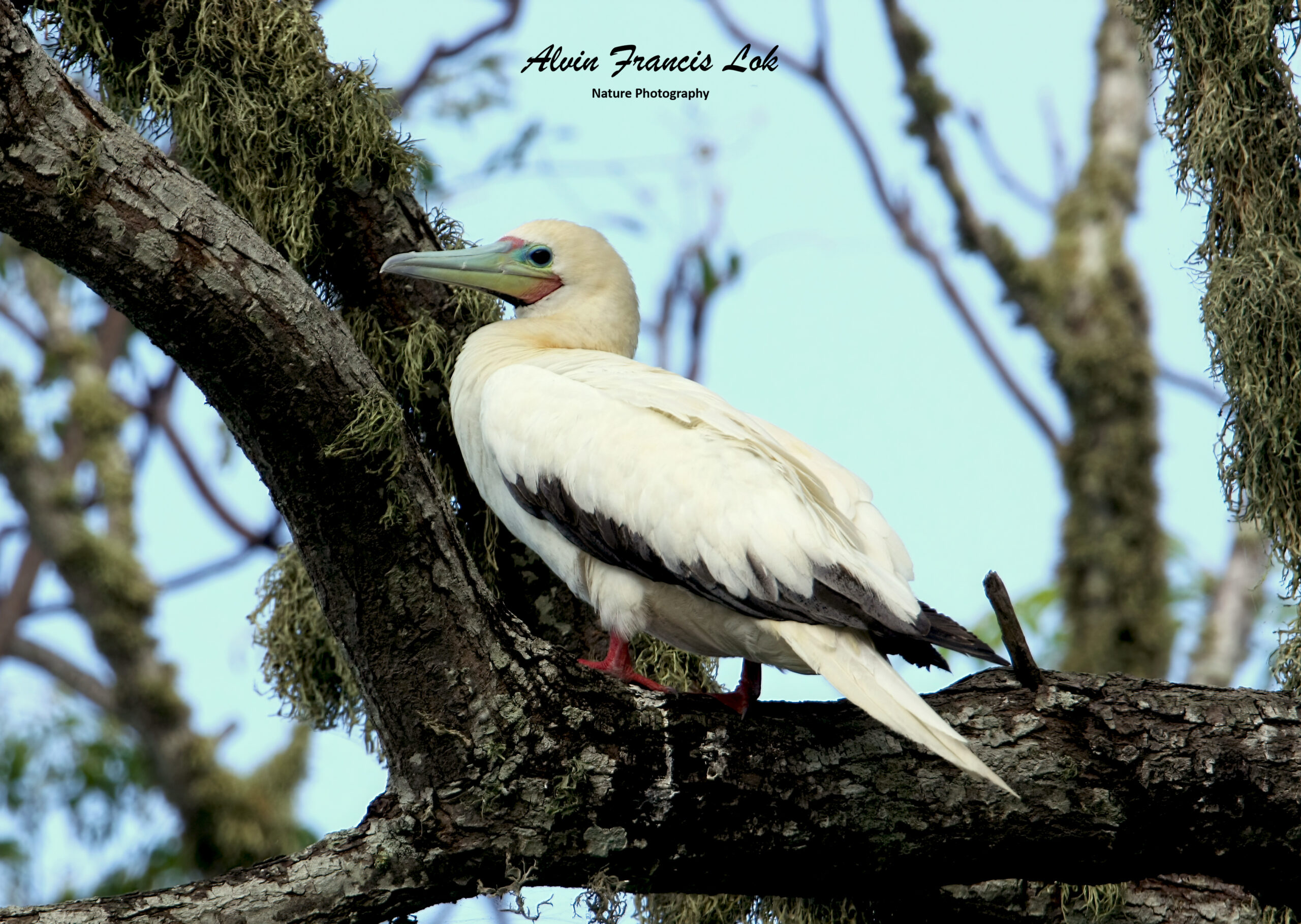 Sula-sula-Red-footed-Booby-Christmas-Island-Australia-IMG_5180 -  Biodiversity (Singapore)