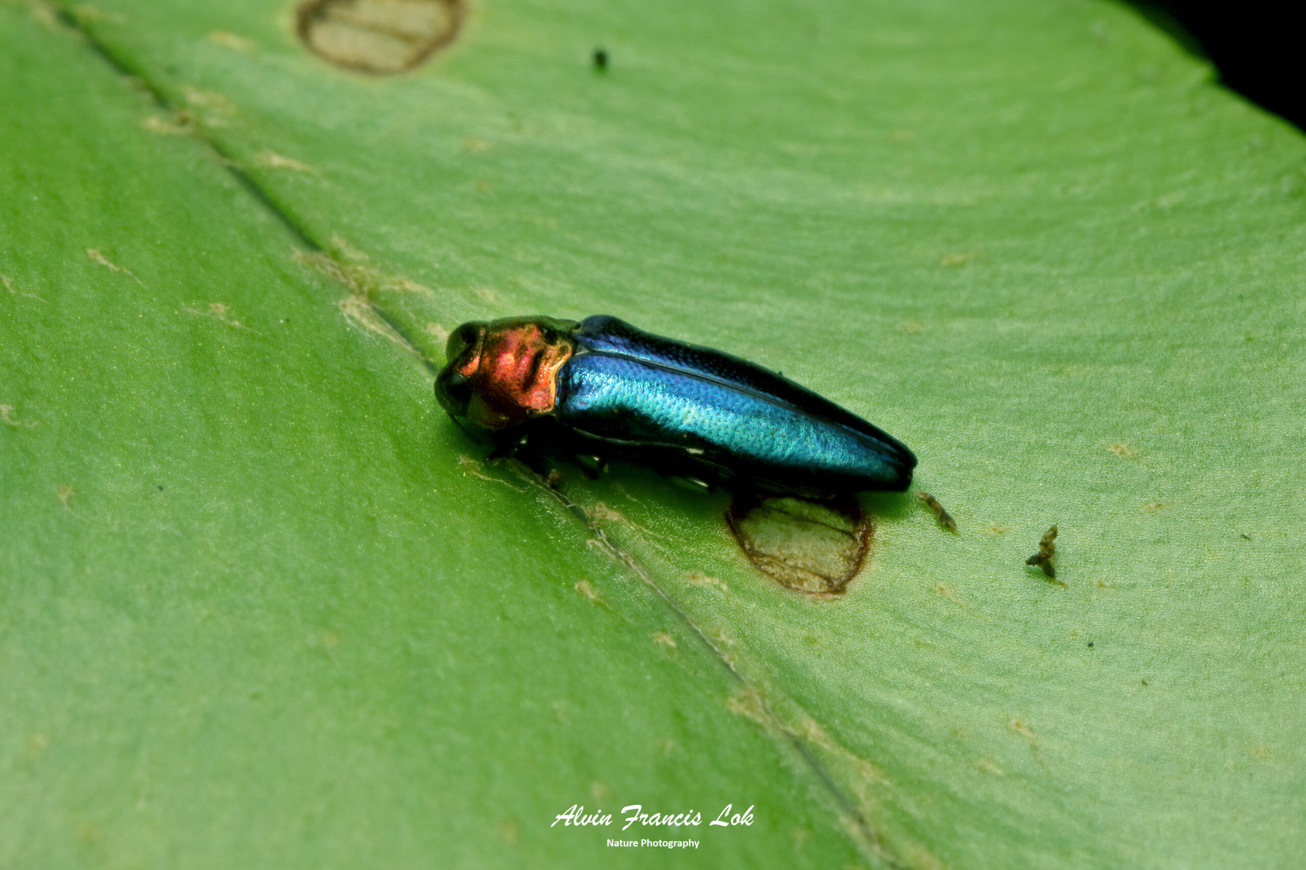 Endelus-sp.-Singapore-086A7842 - Biodiversity (Singapore)