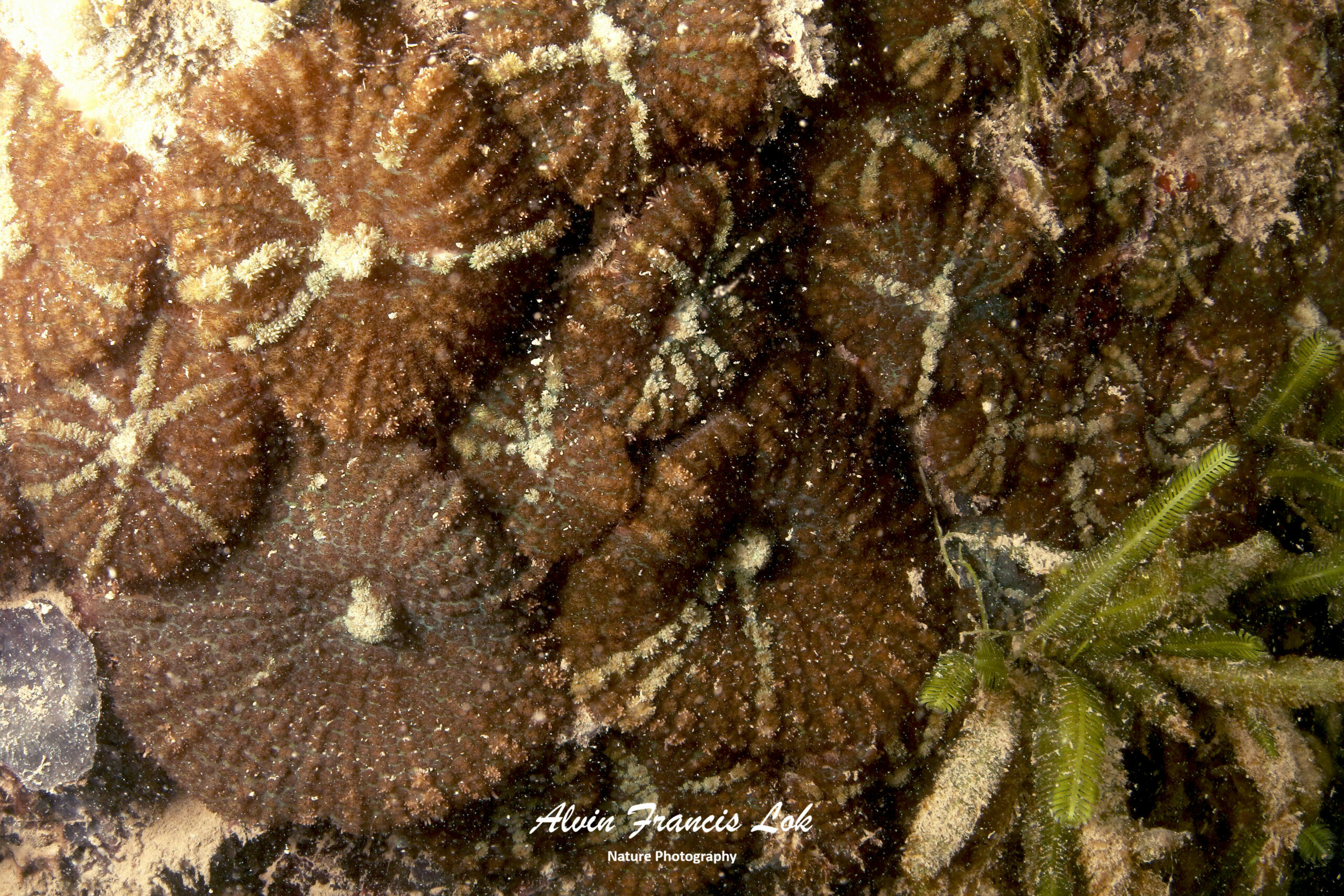 Corallimorpharia (Corallimorphs) - Biodiversity (Singapore)